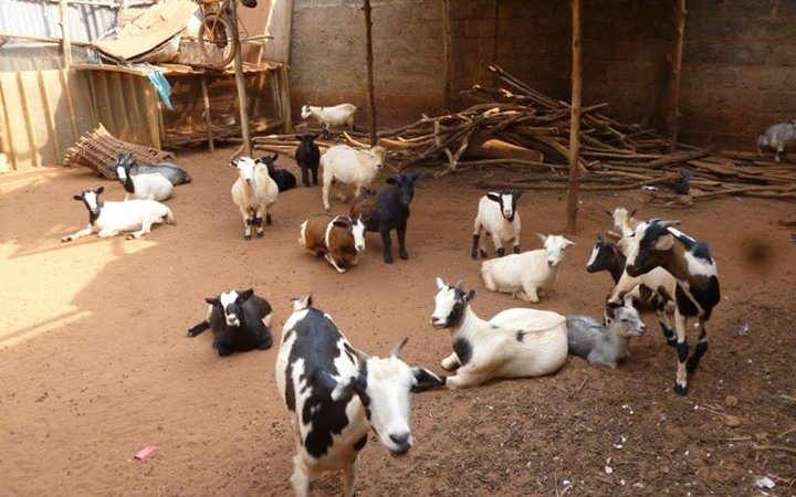 Mission aménagement : Enclos à chèvres