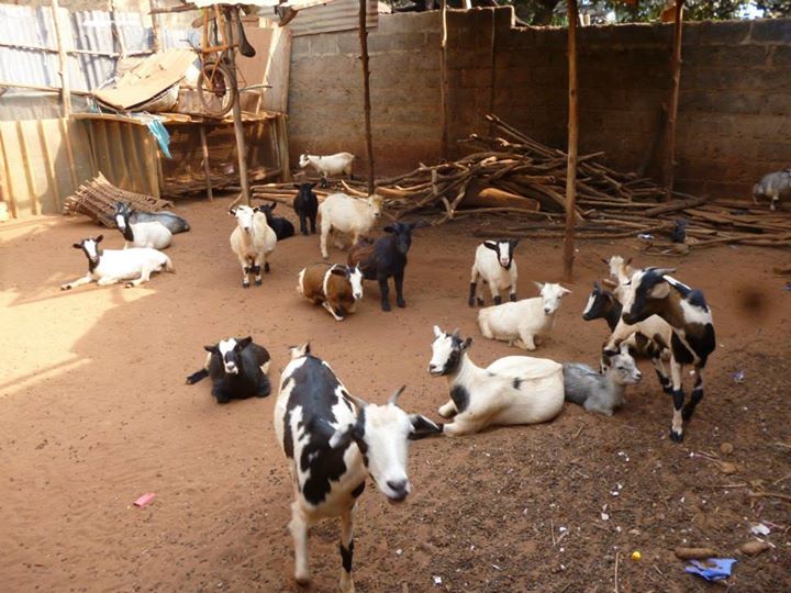 Mission aménagement : Enclos à chèvres