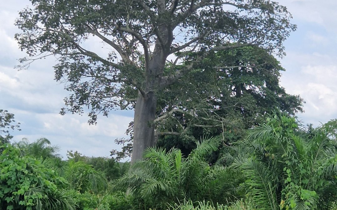 Acquisition du terrain – Tchekpo – Août 2021